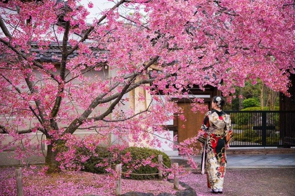 Japón Sakura: salida 28 de marzo 2026